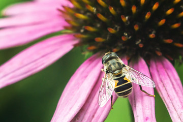 Hoverfly, flower fly, syrphid fly. Eupeodes luniger collects nectar from the pink flower. Mimicry of wasps and bees. Macro photo. Natural background.