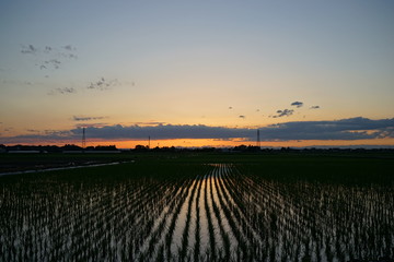 水田の夕景