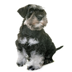 puppy miniature schnauzer