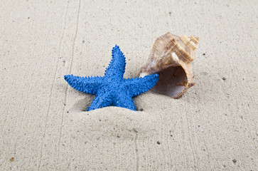 blue sea star and shell