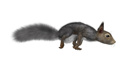 3D Rendering Eastern Gray Squirrel on White