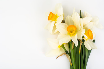 Spring flowers of daffodils on white background