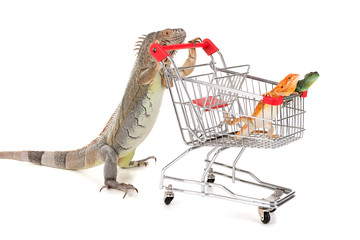 Iguana with shopping cart