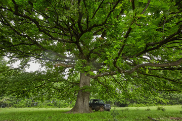 Small offroader in the forest