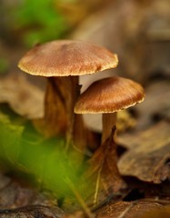 Small mushrooms in the forest