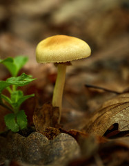 Small mushrooms in the forest