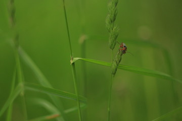 Beetles
