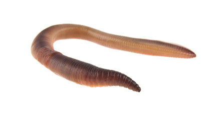worms