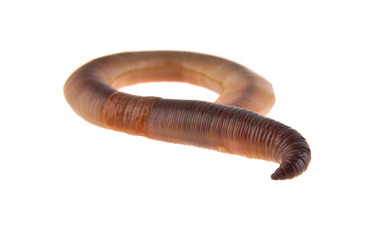 worms