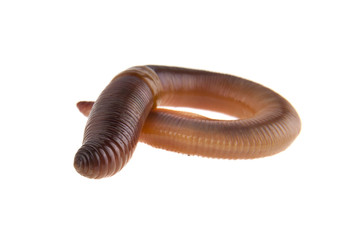 worms