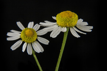 Chamomiles on a black background