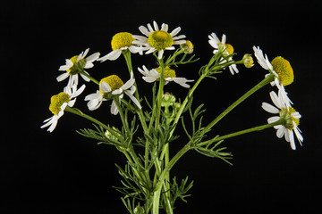 Chamomiles on a black background