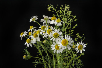 Chamomiles on a black background