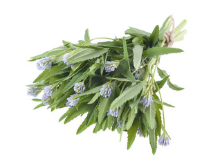 Fototapeta premium foenum graecum, Fenugreek, Methi, herb with leaves, seeds used in spices and flavouring