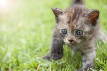 Kitten walk on green grass.