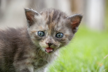 Kitten walk on green grass.