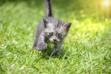 Kitten walk on green grass.