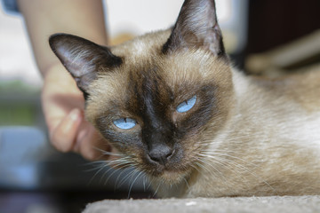 cute blue-eyed siamese cat