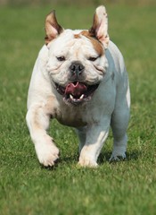 englische bulldoge läuft durch den garten