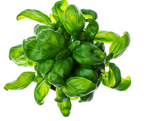 Fresh green basil in plastic container on white background