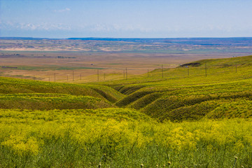 Fototapeta na wymiar Blooming yellow steppe in spring, Kazakhstan