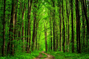 Door stickers Road in forest forest trees. nature green wood sunlight backgrounds. sky