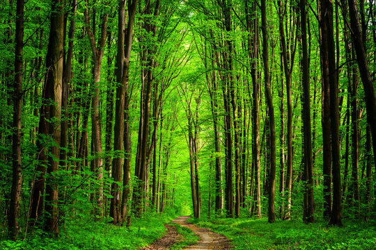 Fototapeta forest trees. nature green wood sunlight backgrounds. sky