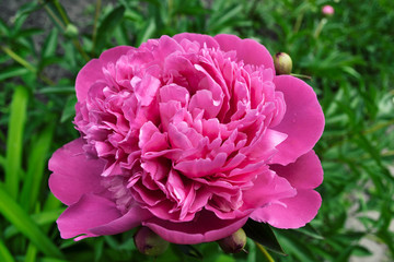Violet peony on the background of grass