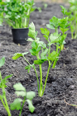 
freshly planted celery seedlings in the vegetable garden, vertical composition