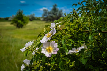 White flowers on bench with leaves