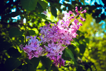 Pink lilac on the background of a green field