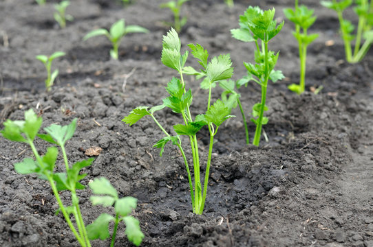 freshly planted celery seedlings and pepper seedlings ( on background) in the vegetable garden