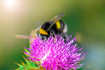 Bee collecting nectar from a mountain flower