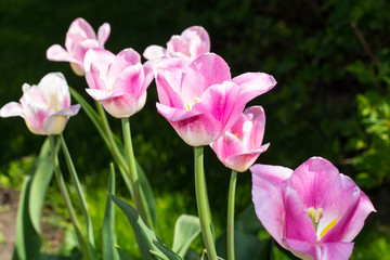 Multicolored tulips growing in the garden