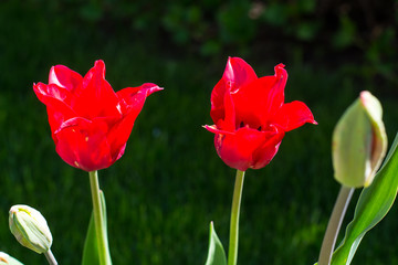Multicolored tulips growing in the garden