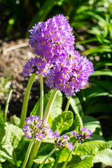 Garden flowers with lilac spherical inflorescences