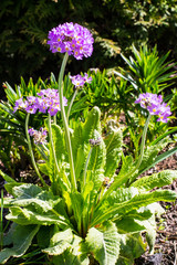 Garden flowers with lilac spherical inflorescences