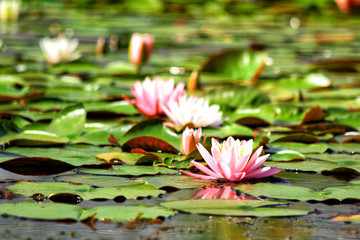 water lilly