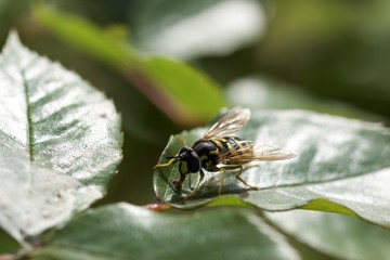 Biene Makro