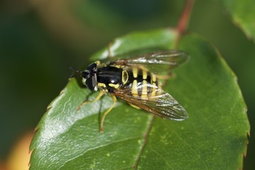 Biene Makro