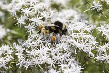 Bee collecting nectar from white flowers