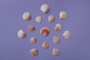 Marine background: From above view of seashells on purple background with copy space for text. Top view. Flat lay.