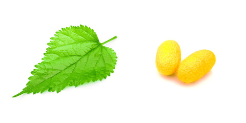 Green Mulberry Leaf and silk cocoons on white background