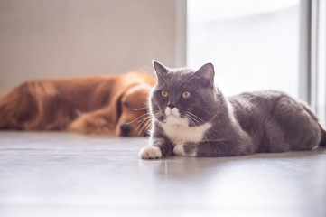 British Shorthair Cat and Golden Retriever
