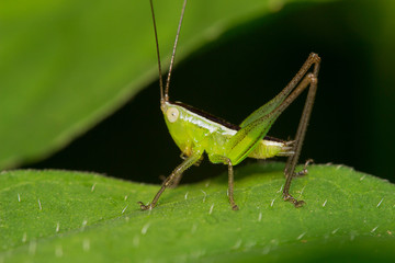 grasshopper