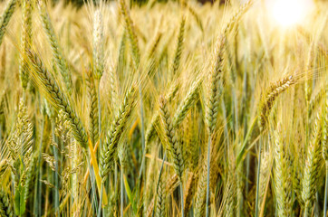 Weizenfeld im Gegenlicht