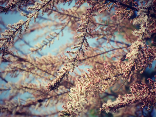 Spring tree