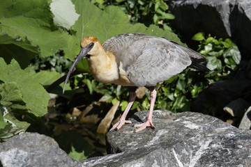 oiseaux