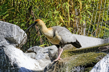 oiseaux