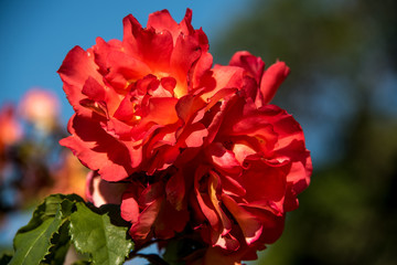 Fantastic Park of Roses in Trieste